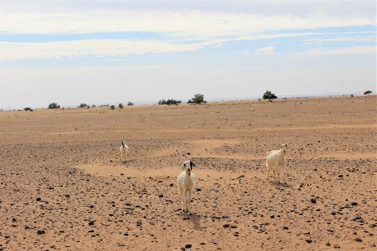 Von Marrakech aus: 4 Tage zu den Erg Chegaga Dünen