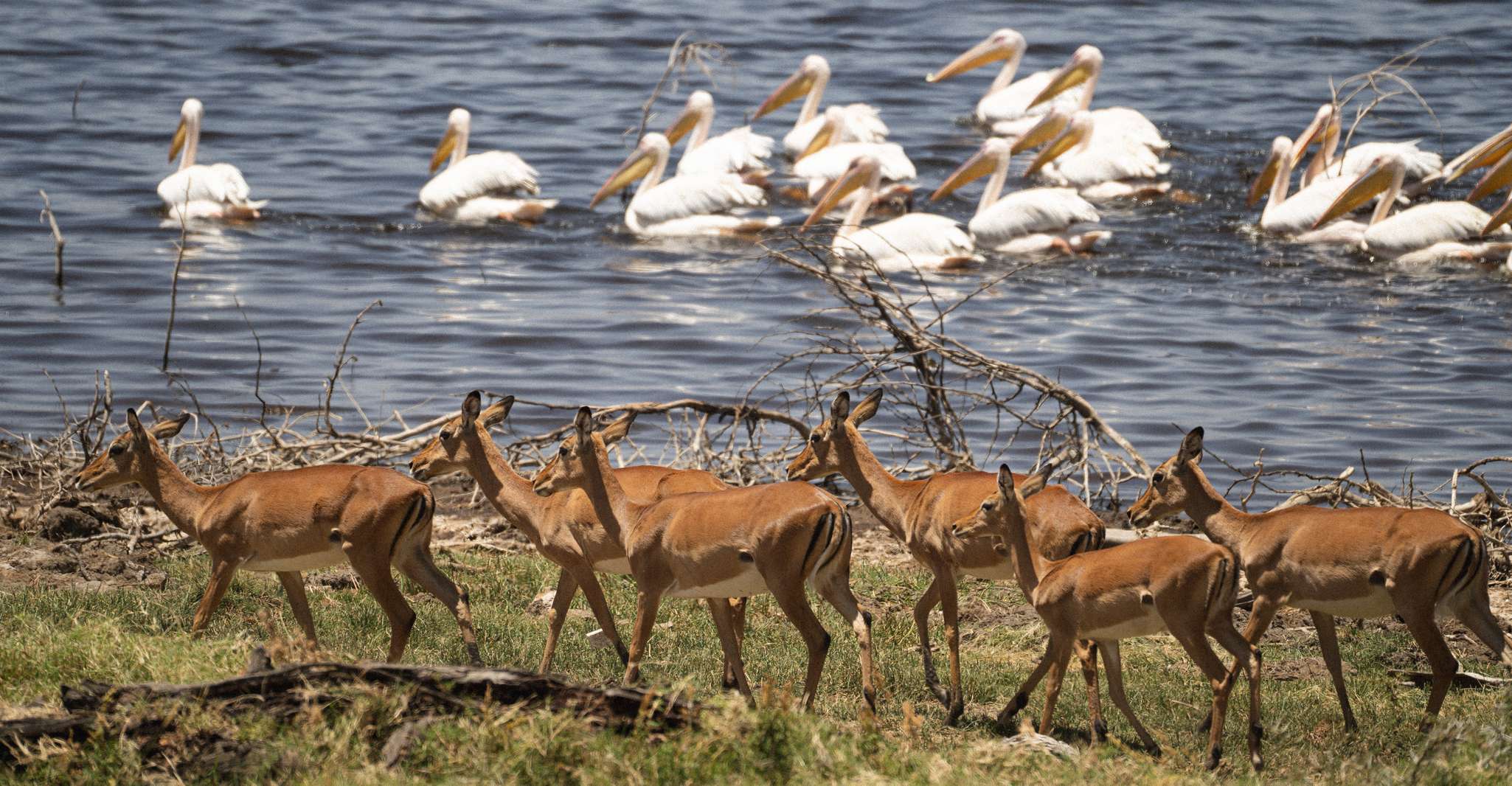 Buranın yakınındaki restoranlar: Exploring Lake Naivasha & Mount Longonot - Hizvo