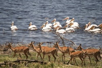 Scenic Day Tour, Erkundung des Sees Naivasha & Mount Longonot - Hizvo