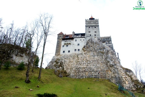 Besuche das Bärenschutzgebiet und das Schloss Bran von Brasov aus