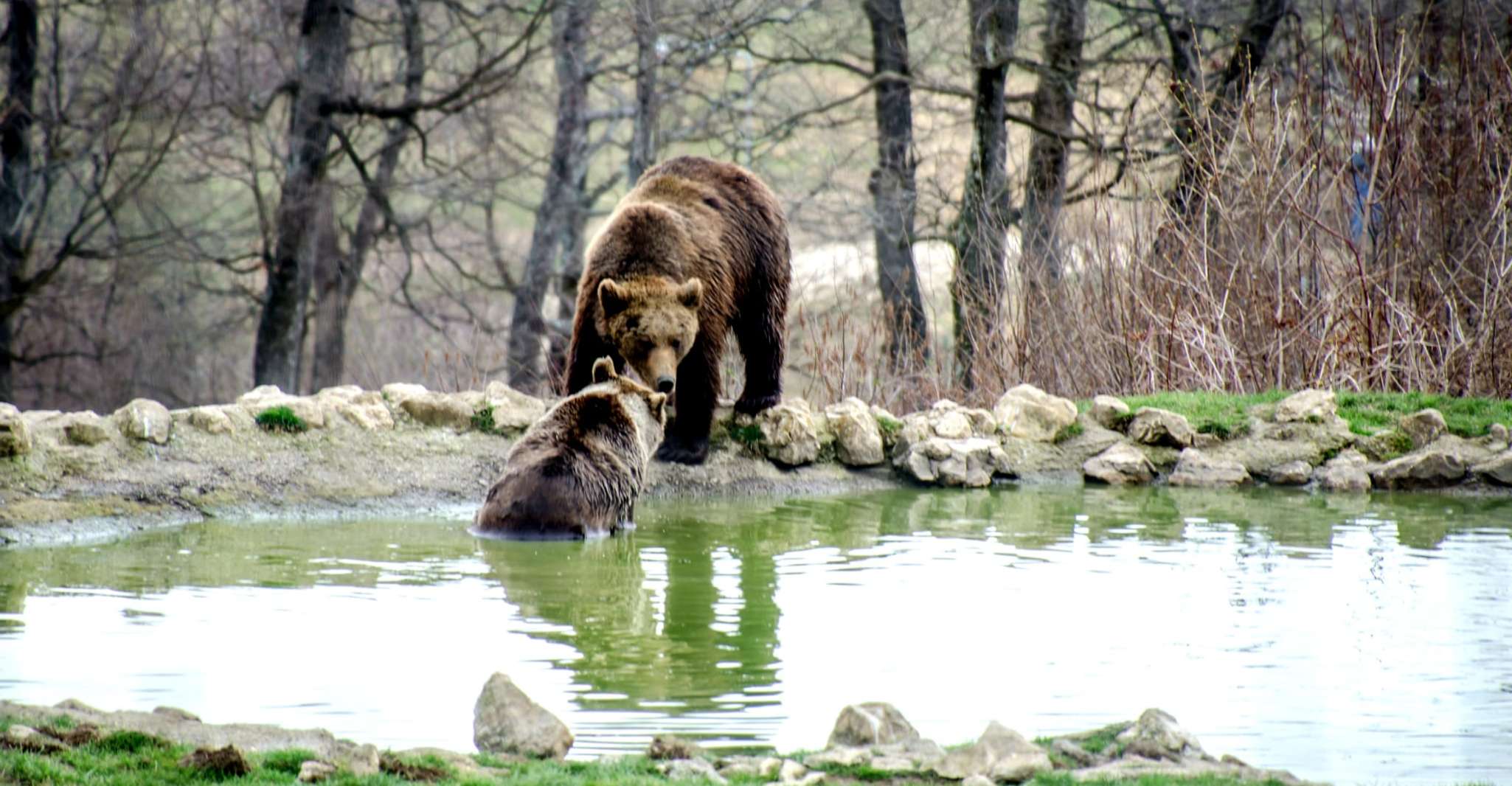 Visit Bear Sanctuary and Bran Castle from Brasov - Housity