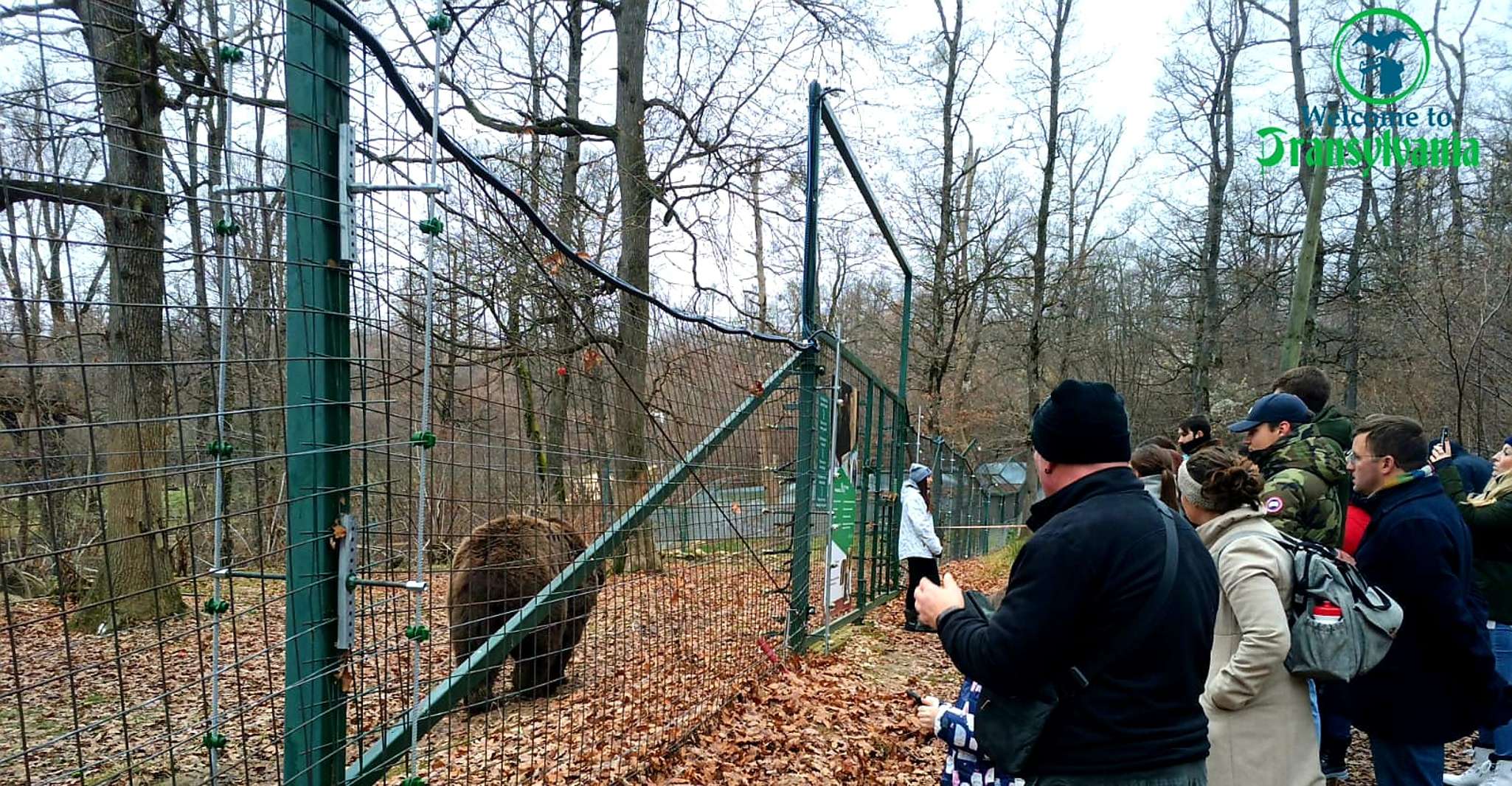 Visit Bear Sanctuary and Bran Castle from Brasov - Housity