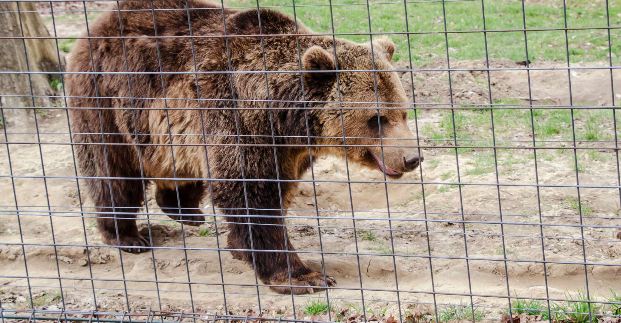 Visit Bear Sanctuary and Bran Castle from Brasov - Housity