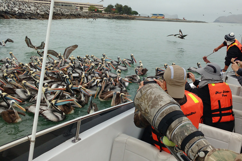 From Lima: Palomino Islands Speedboat Tour and Sea Lion Swim