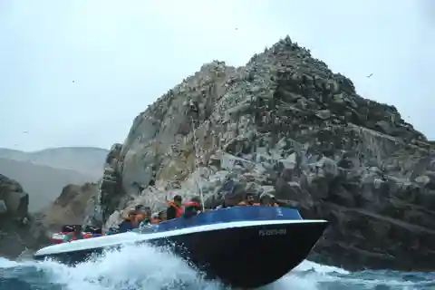 De Lima: Passeio de lancha pelas Ilhas Palomino e nado com leões marinhos