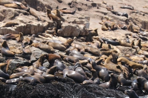Excursión a nado con leones marinos en las Islas Palomino