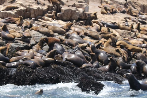 Excursión a nado con leones marinos en las Islas Palomino