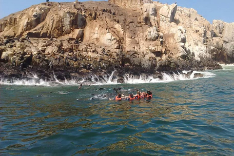 Excursión a nado con leones marinos en las Islas Palomino