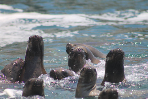 Excursion à la nage avec les otaries des îles Palomino