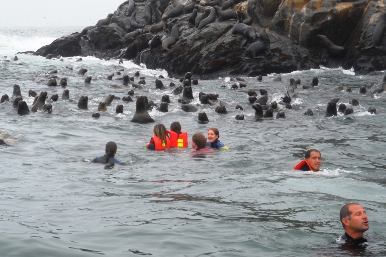 Wycieczka do pływania lwami morskimi na wyspach Palomino
