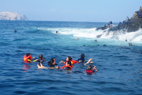 Excursion à la nage avec les otaries des îles Palomino