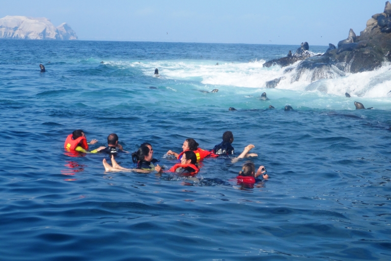 Excursión a nado con leones marinos en las Islas Palomino