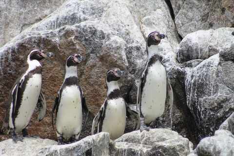 From Lima: Palomino Islands Speedboat Tour and Sea Lion Swim