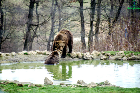 Sanctuaire des ours & Château de Bran & aéroport OTP de BrasovSanctuaire de l'ours, château de BRAN et aéroport d'OTOPENI depuis Brasov