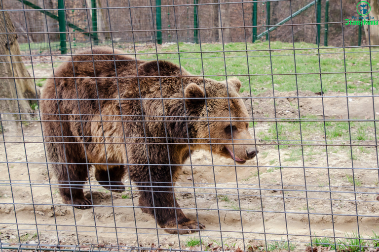 Bear Sanctuar i zamek Bran oraz lotnisko OTP z BraszowaBEAR Sanctuary & BRAN Zamek & lotnisko OTOPENI z Braszowa