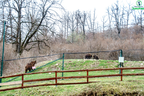 Sanctuaire des ours & Château de Bran & aéroport OTP de BrasovSanctuaire de l'ours, château de BRAN et aéroport d'OTOPENI depuis Brasov