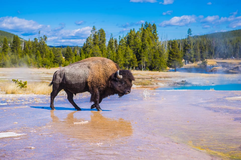 Yellowstone Lower Loop Tour from West Yellowstone with Lunch | GetYourGuide