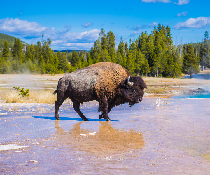 Yellowstone: Private Tour