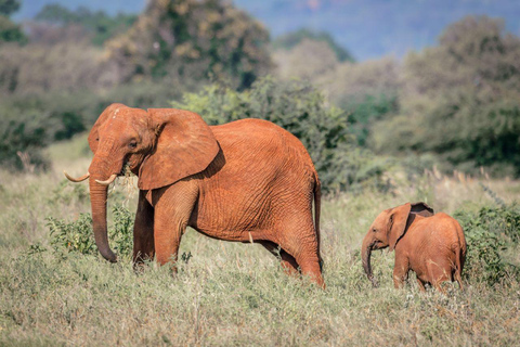 Safari a Amboseli, Tsavo Este, Tsavo Oeste y Santuario