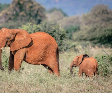 Safari a Tsavo Este, Tsavo Oeste, Salt Lick y Ngutuni