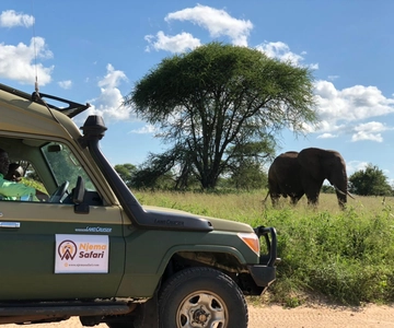 Da Zanzibar: Safari guidato al Parco Nazionale di Mikumi