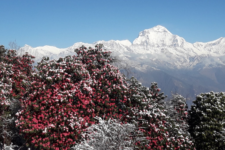 Annapurna: 4-dniowy trekking Poon Hill Ghandruk