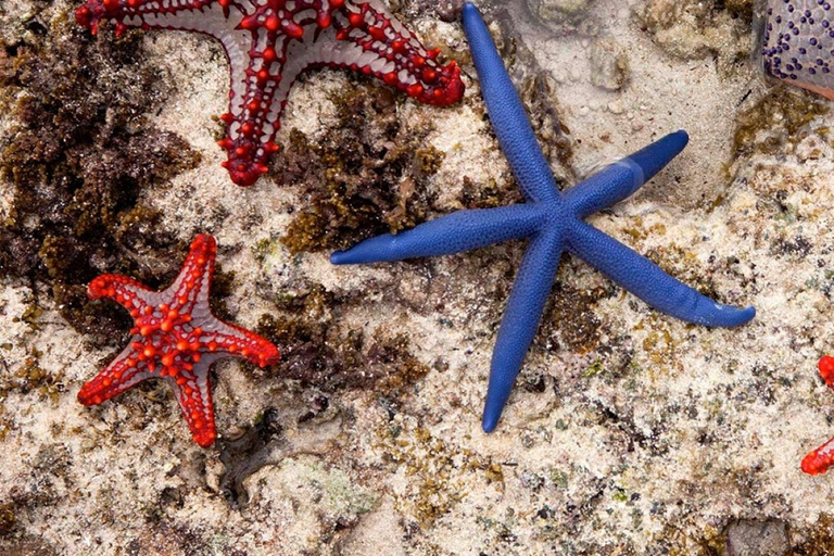 Starfish Adventure, Rock Restaurant, Kuza Cave, Paje Beach