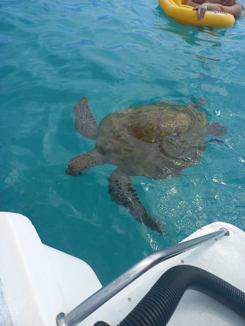 Mauritius Snorkeling Con Le Tartarughe Motoscafo Le Transporteur