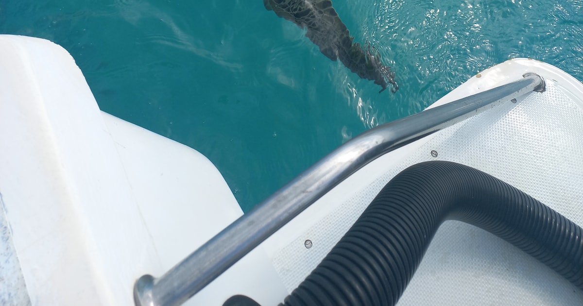 Mauritius: Snorkeling with turtles Le Transporteur speedboat | GetYourGuide