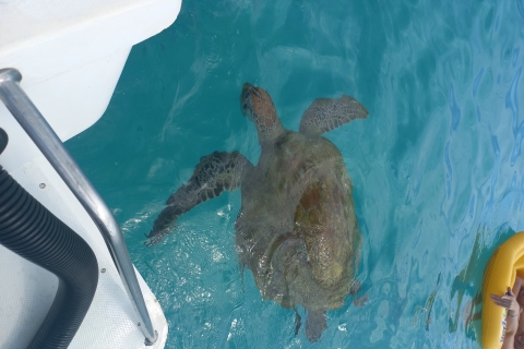Mauricio: Snorkel con tortugas Lancha rápida Le Transporteur