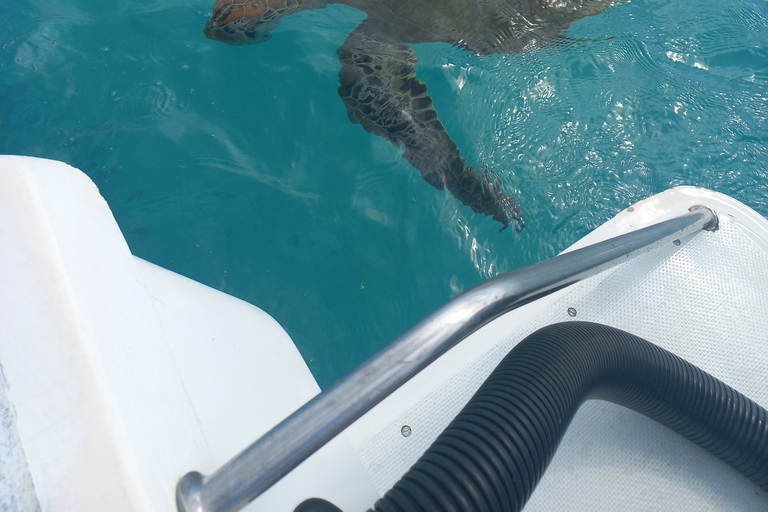 Maurice : Plongée en apnée avec les tortues La vedette Le Transporteur