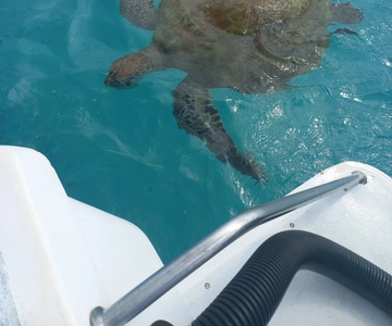 Mauritius: Snorkeling con le tartarughe Il motoscafo Le Transporteur
