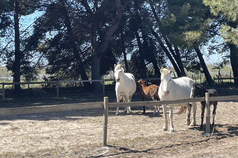 Montpellier : Gesamttagung Sable de CamargueMontpellier : Komplette Privattagung Sable de Camargue