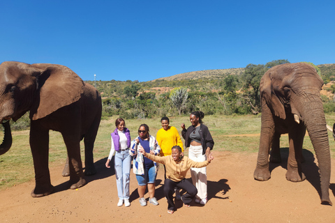 From Johannesburg: Elephant Interaction tour