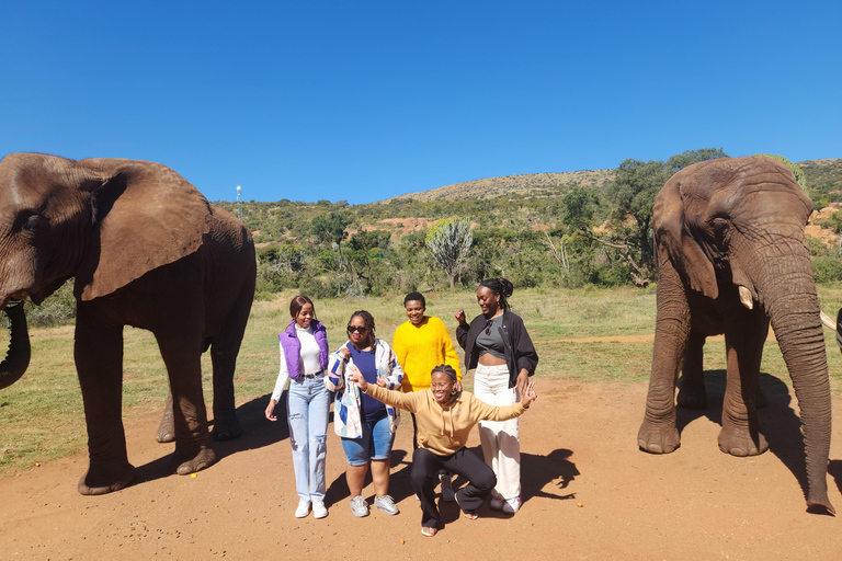 From Johannesburg: Elephant Interaction tour