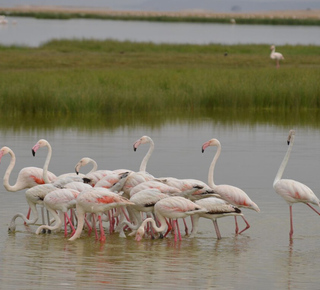 Nationaal park Amboseli: Meerdaagse trips vanuit Arusha