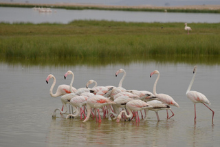 Parque Nacional de Amboseli: Excursiones de varios días desde Arusha (ciudad)