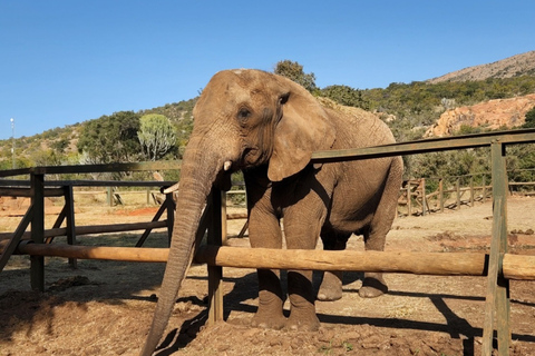 From Johannesburg: Elephant Interaction tour