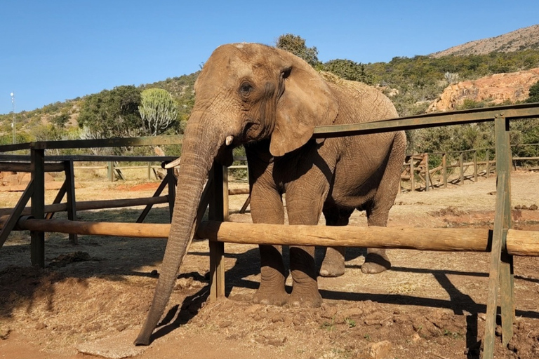 From Johannesburg: Elephant Interaction tour