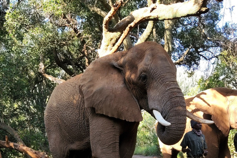 From Johannesburg: Elephant Interaction tour