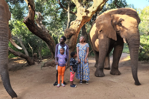 From Johannesburg: Elephant Interaction tour