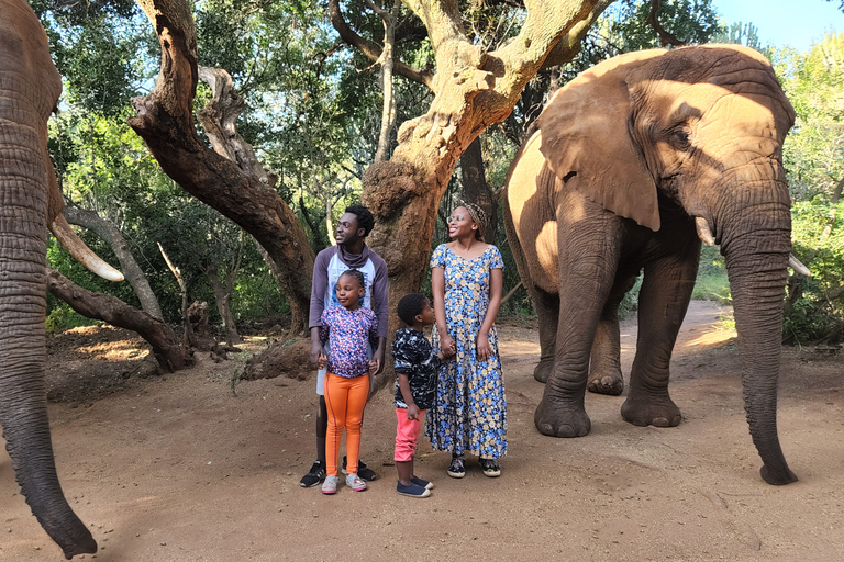 From Johannesburg: Elephant Interaction tour