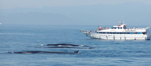 Visit Varazze Pelagos Sanctuary Guided Cetacean Watching Tour in Varigotti, Italy