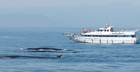 Varazze: Pelagos Sanctuary - Geführte Walbeobachtungstour