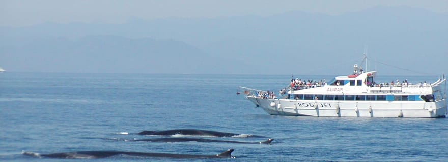 Varazze : Visite guidée du Sanctuaire Pelagos pour l'observation des cétacés
