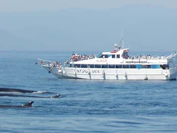 Varazze: Excursión guiada de observación de cetáceos en el Santuario de Pelagos
