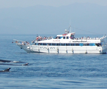 Varazze: Excursão guiada de observação de cetáceos pelo Santuário de Pelagos