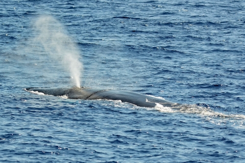 Varazze: Pelagos Sanctuary begeleide walvisachtigen kijken