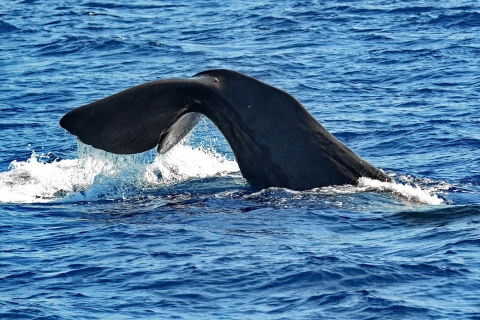Varazze: Pelagos Sanctuary Guided Cetacean Watching Tour