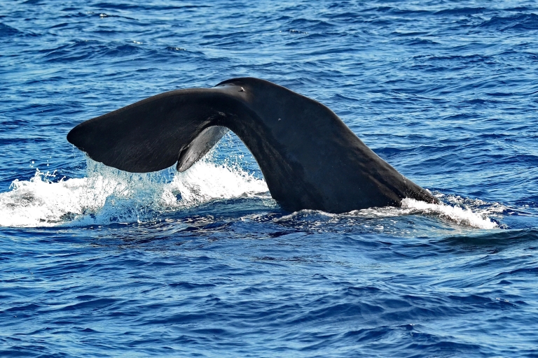 Varazze: Pelagos Sanctuary - Geführte Walbeobachtungstour